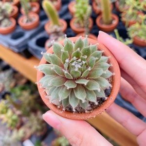 Meet your Posher, Nguyen